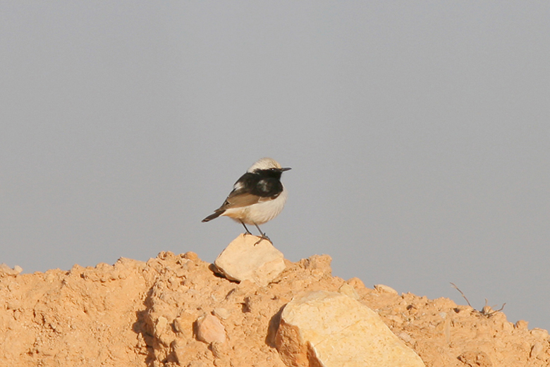 Monachelle tunisine